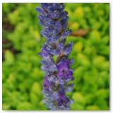 DSC09769-Copy-768x1024